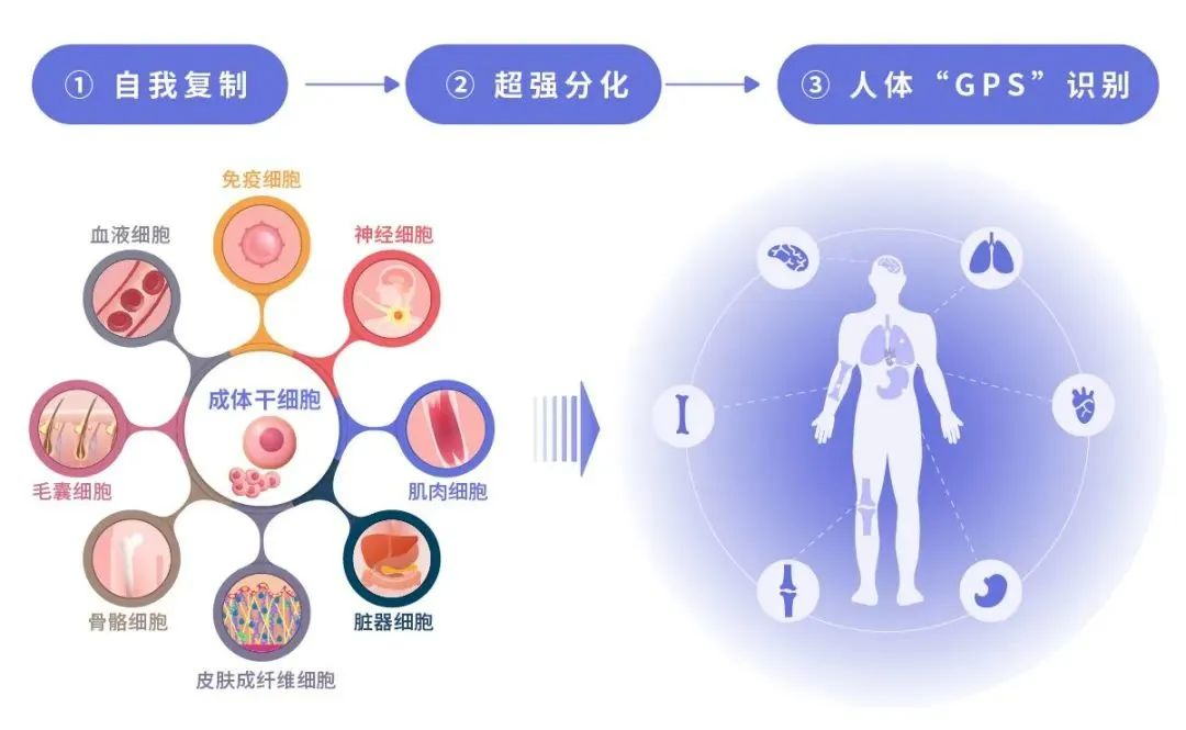 疫情反复，干细胞显著改善新冠后遗症(图13)